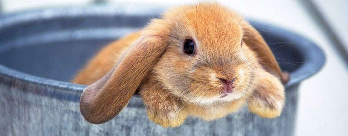 Первые дни кролика в вашем доме