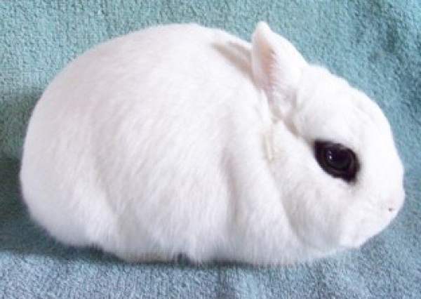 Карликовый Хотот - порода декоративных кроликов