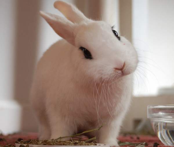 Карликовый Хотот - декоративный кролик