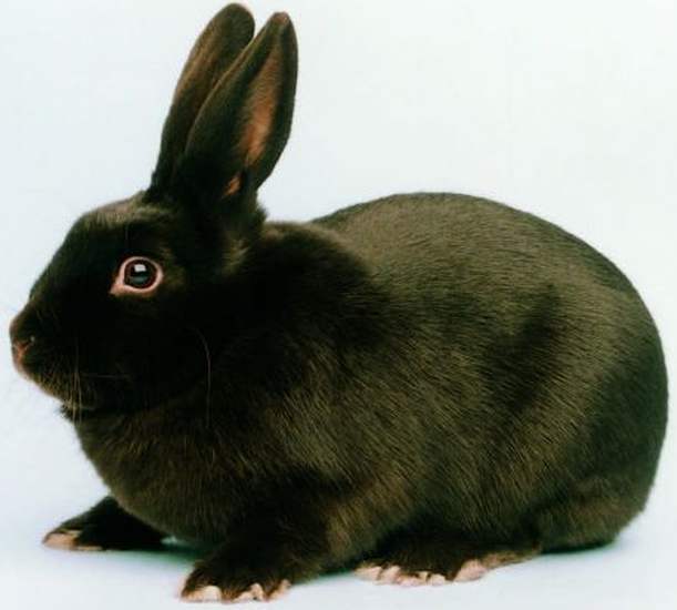 Кролик Гавана - порода идеальных пропорций