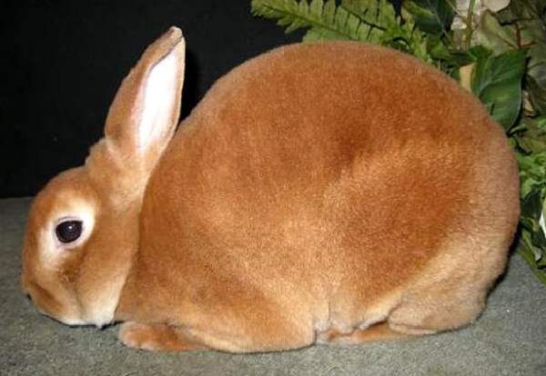 Декоративные кролики – порода Мини Рекс