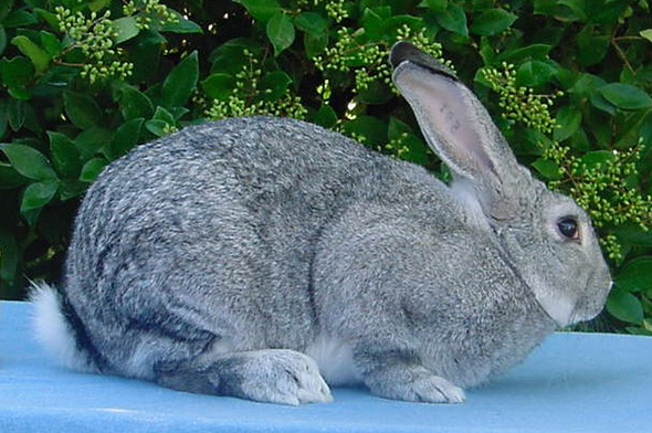 Шиншилла американская - порода кроликов