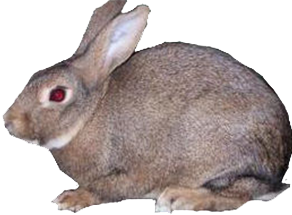 Серебристый кролик окрас агути