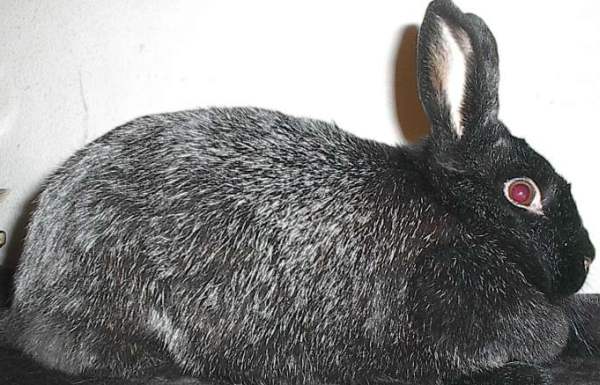 Кролик Серебристая Лиса