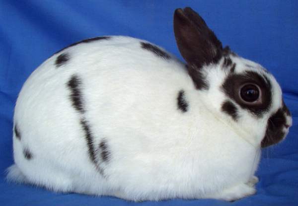 Польский кролик - декоративная порода