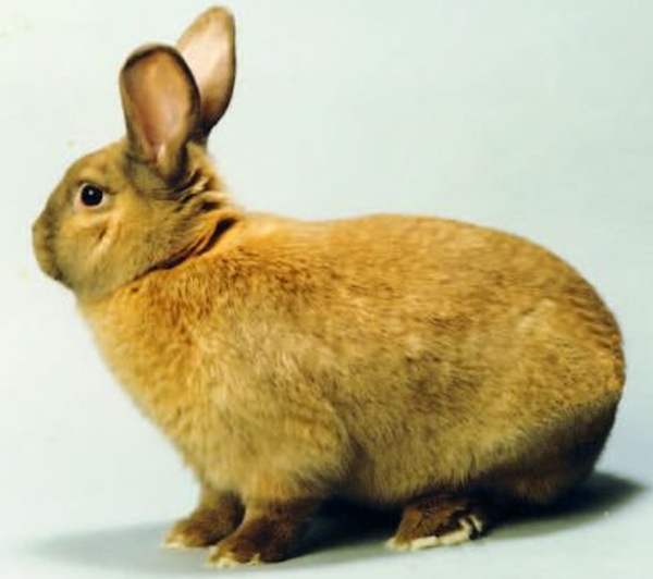 Порода кроликов Сассекс