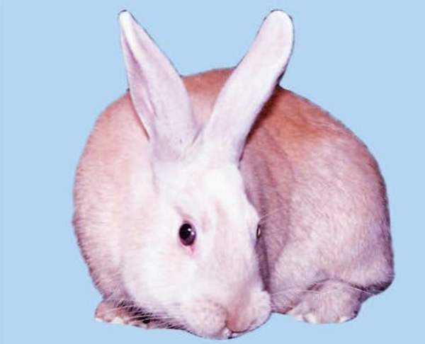 Пшеничный кролик - британская порода