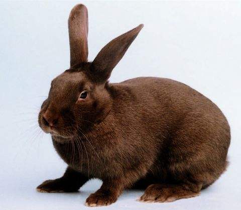 Сибирская порода кроликов