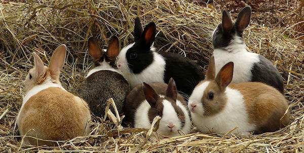 Датские кролики - черно-белый и другие окрасы