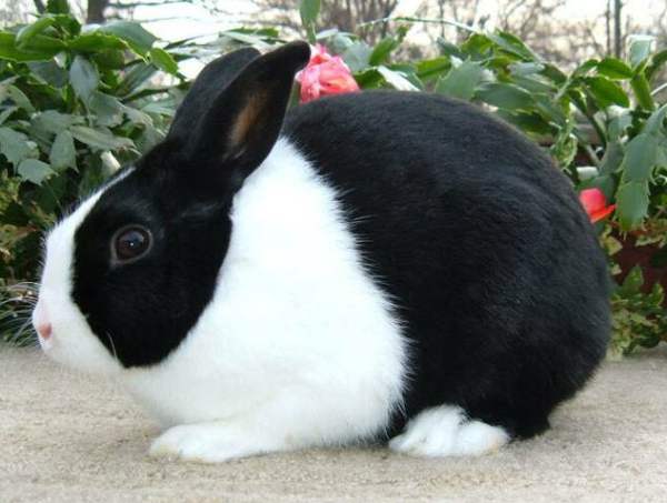Черно-белый кролик - особенности окраса