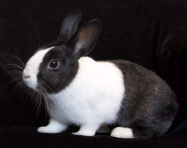 Черно-белый кролик - требования к окрасу