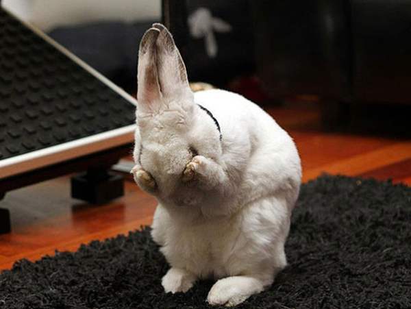 Лечение конъюнктивита кроликов