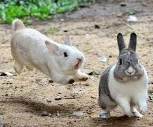Дерущиеся кролики