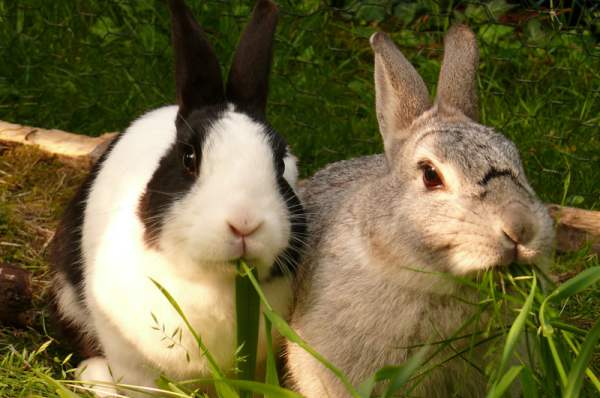 Вирусная геморрагическая болезнь кроликов - возбудитель и развитие