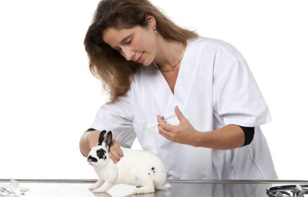 Вирусная геморрагическая болезнь кроликов - признаки
