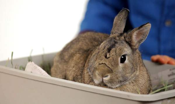 Вирусная геморрагическая болезнь кроликов - признаки и развитие