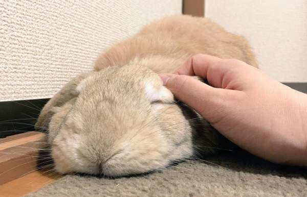Лечение кривошеи кроликов