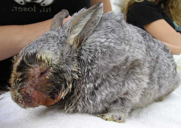 Миксоматоз у кроликов – симптомы, пути заражения