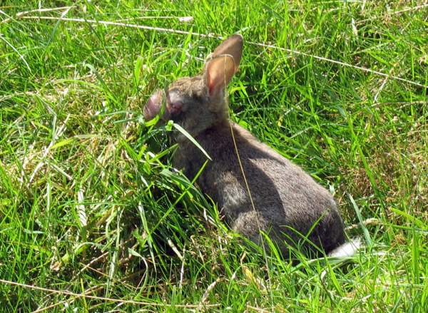 Миксоматоз у кроликов – признаки, пути заражения