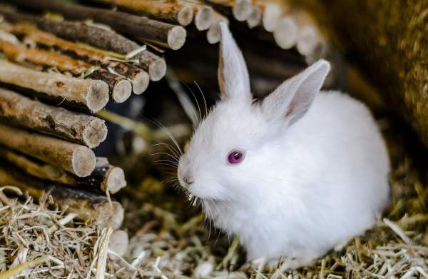 Миксоматоз у кроликов - способы профилактики