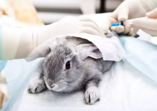 Кастрация кроликов - профилактика болезней