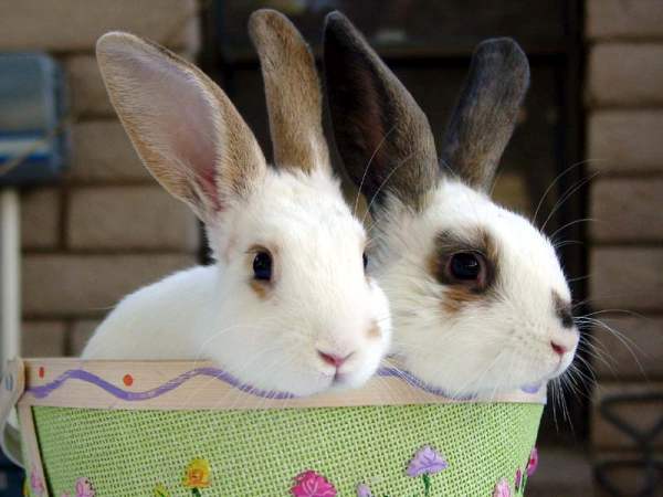 Абсцессы у кроликов - лечение