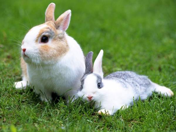 Кокцидиоз у кроликов