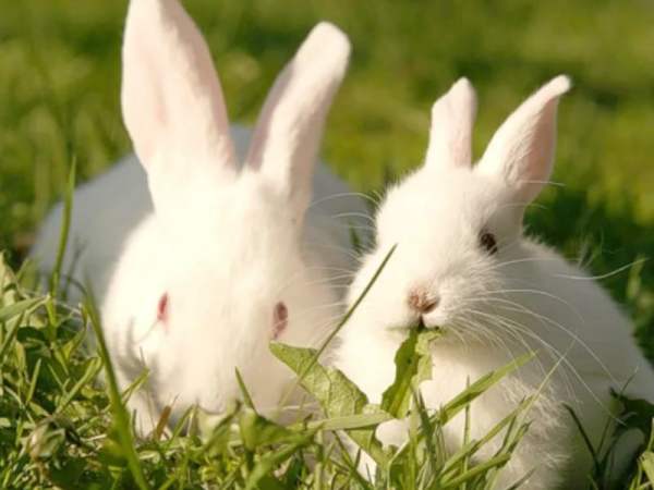 Кокцидиоз у кроликов - развитие и признаки