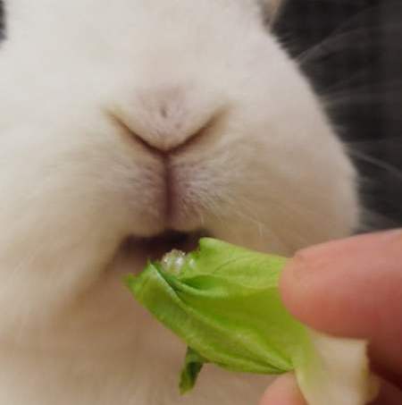 Потеря аппетита у кроликов