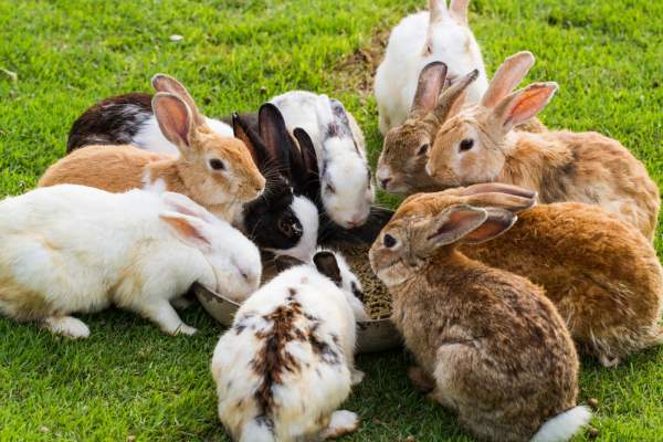 Кокцидиоз у кроликов - лечение Соликоксом