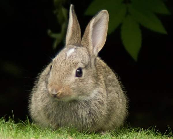Кокцидиоз у кроликов - способы лечения