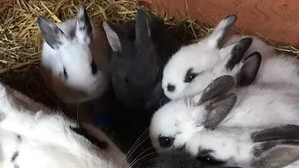 Прививки кроликам - советы и рекомендации