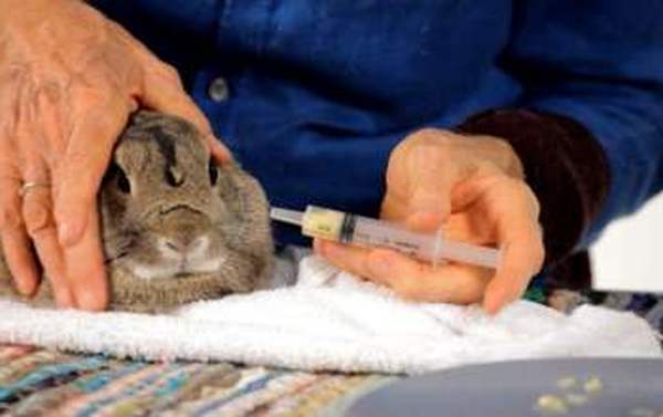 Энцефалозооноз у кроликов - принудительное кормление