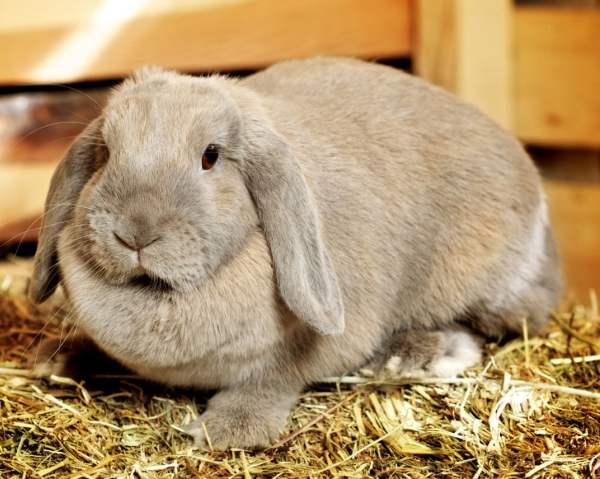 Энцефалозооноз кроликов - признаки и лечение