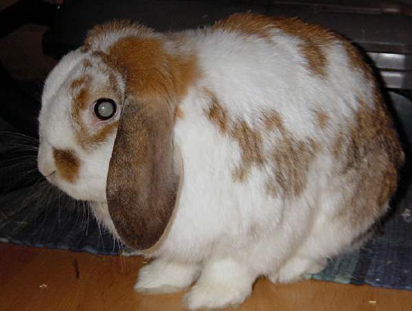 Катаракта у кроликов - признаки и диагностика