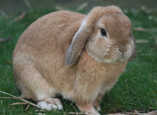 Катаракта у кроликов - симптомы и лечение