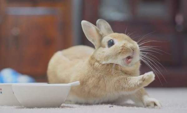 Почему кролик не ест - причины