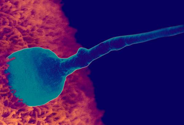 Оплодотворение яйцеклетки сперматозоидом
