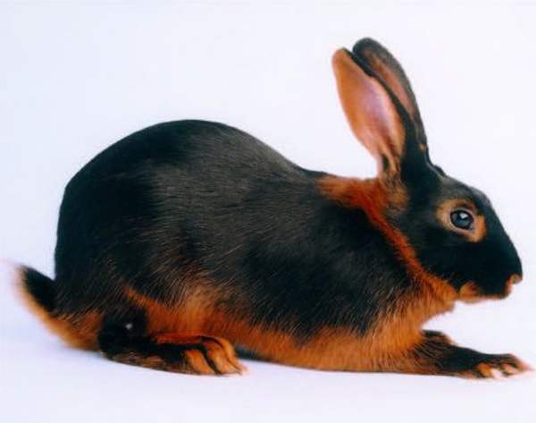 Генетика окраса кроликов