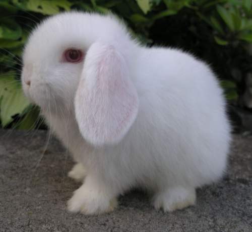 Белый красноглазый кролик (REW)