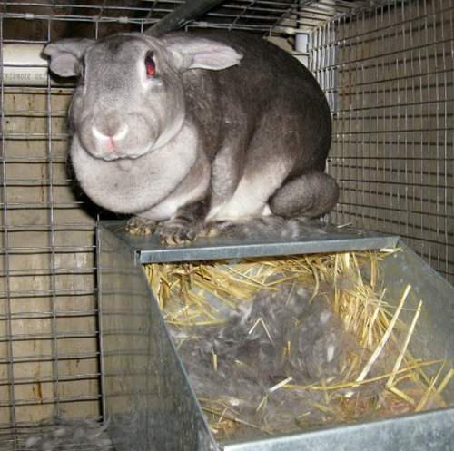 Разведение кроликов: сукрольность