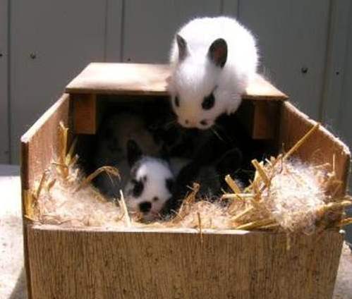 Крольчата в гнезде