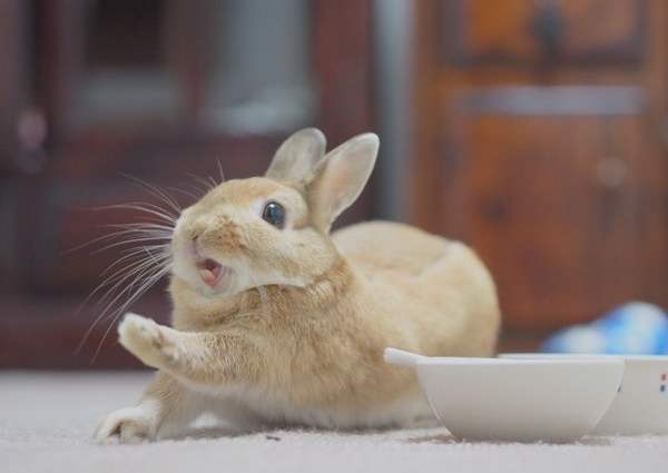 Кормление декоративных кроликов: сено и концкорма