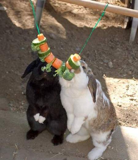 Кормление декоративных кроликов