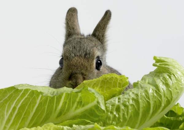 Кормление декоративных кроликов: сено и концкорма