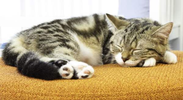 Привычка кошки постоянно спать и что она означает