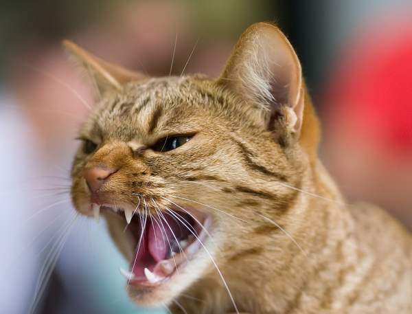 Привычка кошки шипеть и что она означает