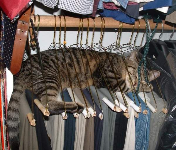 Привычка кошки прятаться в шкафу и что она означает