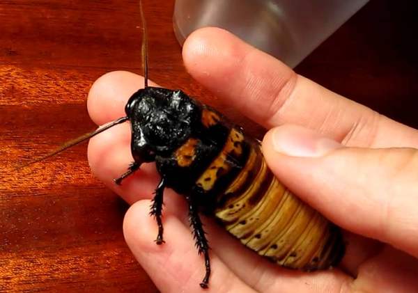 Насекомые мадагаскарские тараканы ‒ питомцы для детей