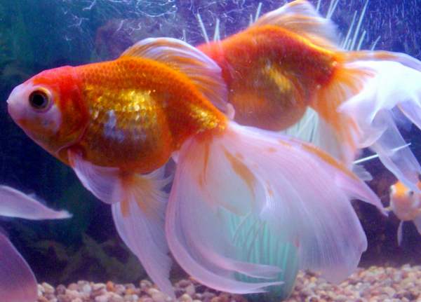 Содержание золотых рыбок в аквариуме - основные моменты